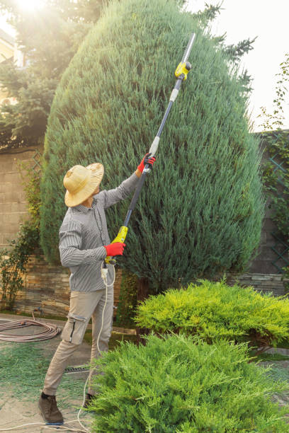 Best Sod Installation  in Morgan City, LA